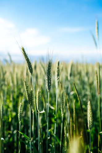 wheat in field during daytime